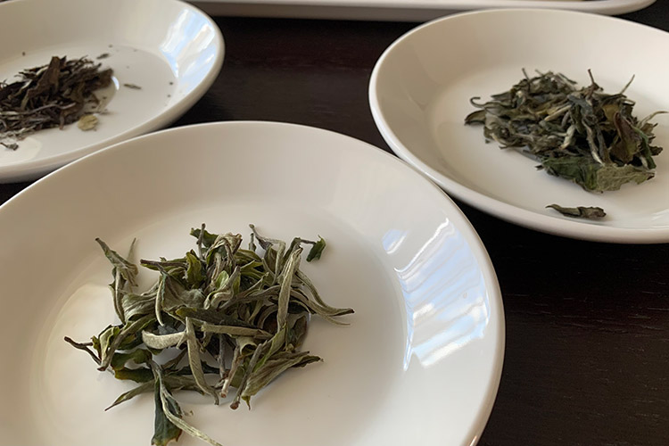 White Tea Tasting