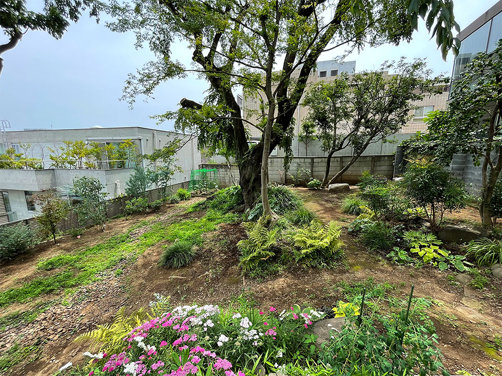 garden and terrace