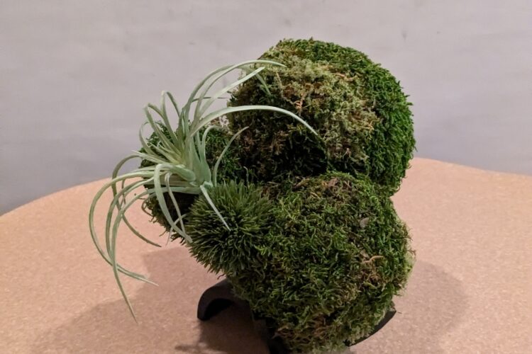 Japanese Preserved Moss Art