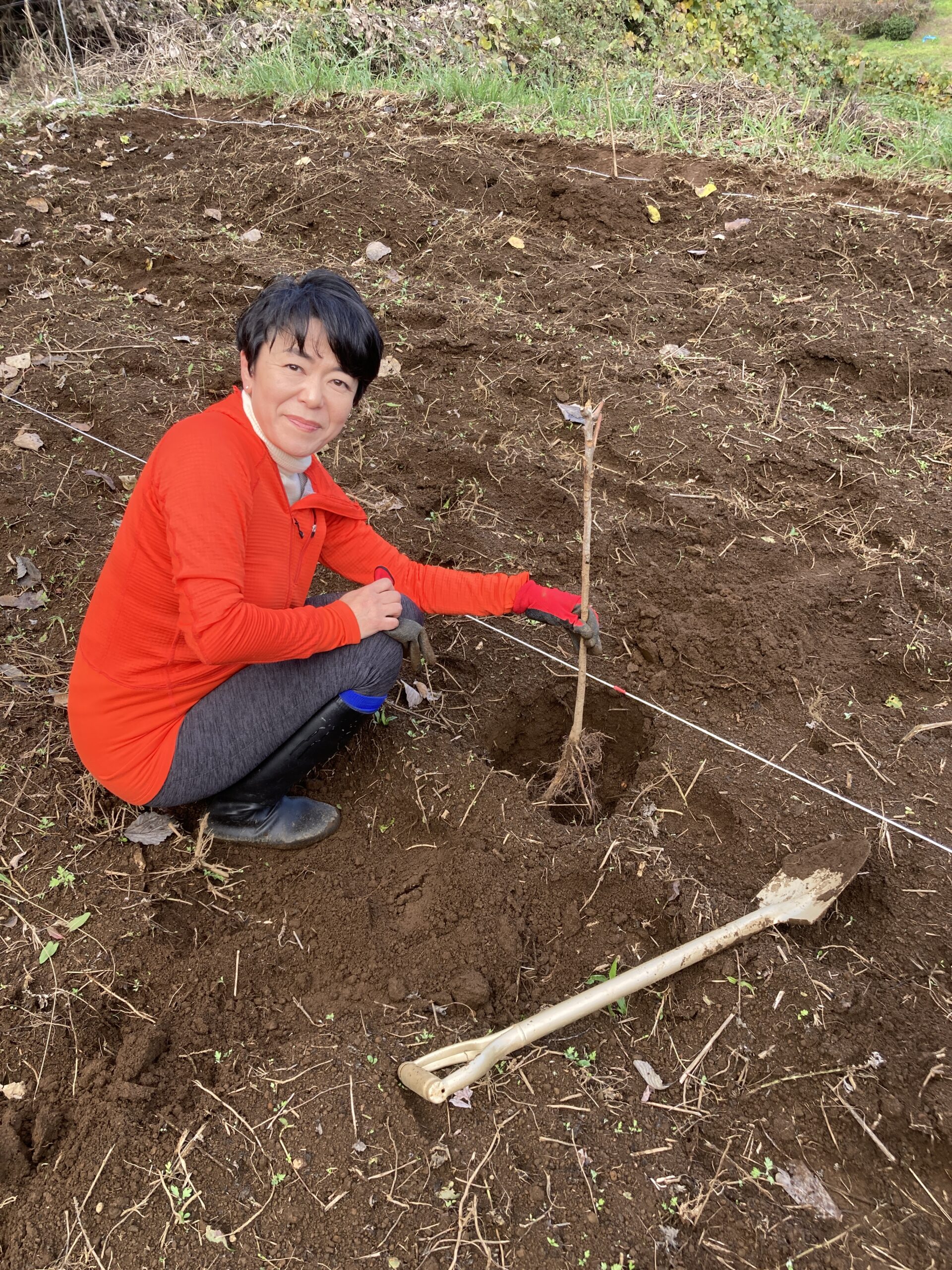 Planting Lacquer Trees